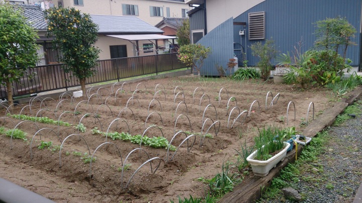 家庭菜園