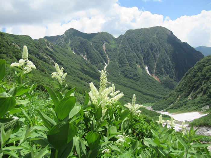 高山植物目次