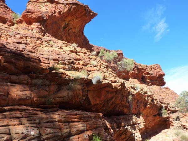 【専用】キングスキャニオン様 KINGS CANYON