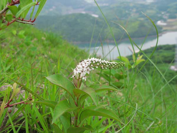 山崖 Heppoko Climbing】Suzuka Shakagatake(Japan) Climb the