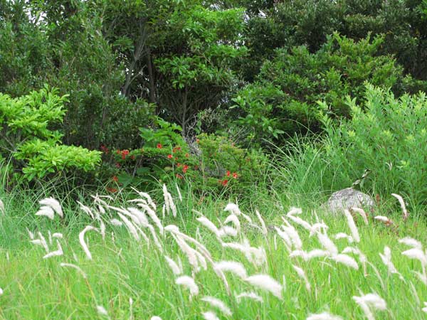 山崖 Heppoko Climbing】Suzuka Shakagatake(Japan) Climb the