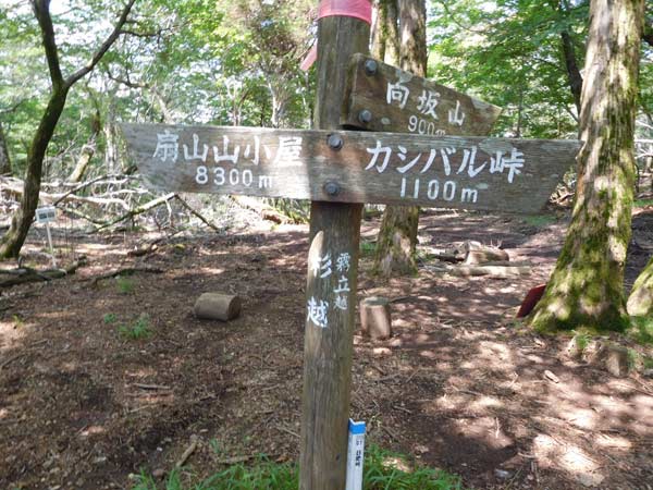 向坂山・水呑ノ頭・白岩山